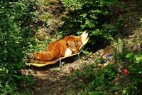 Ein Osterhase schläft im Märchen­wald.